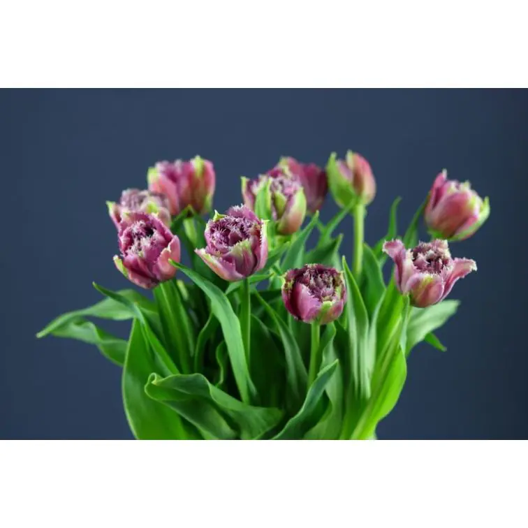 Tulip Mascotte