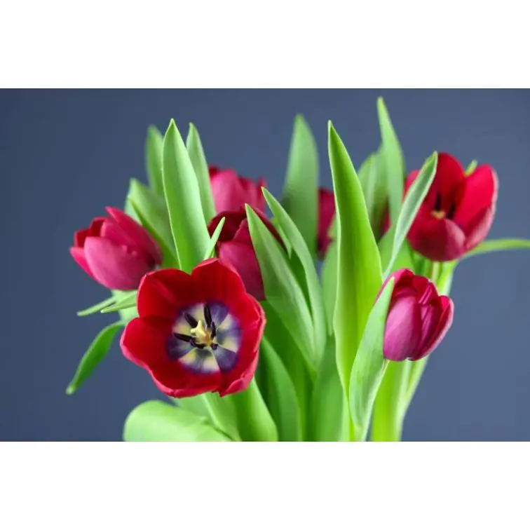 Tulip Graffiti