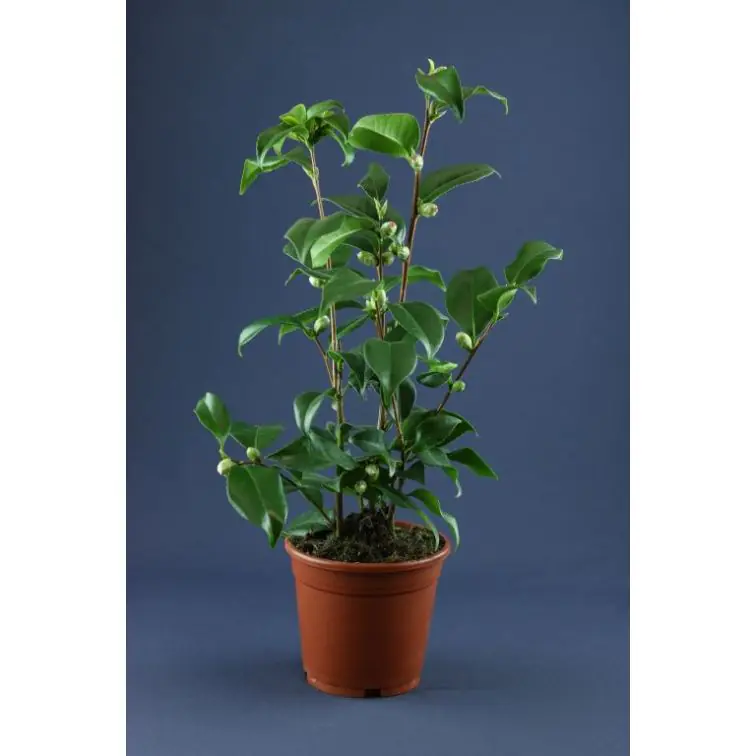 Kamēlija p21 (Camelia)