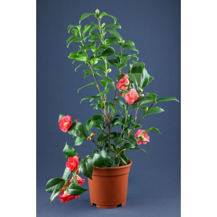 Kamēlija p21 (Camelia) main product photo