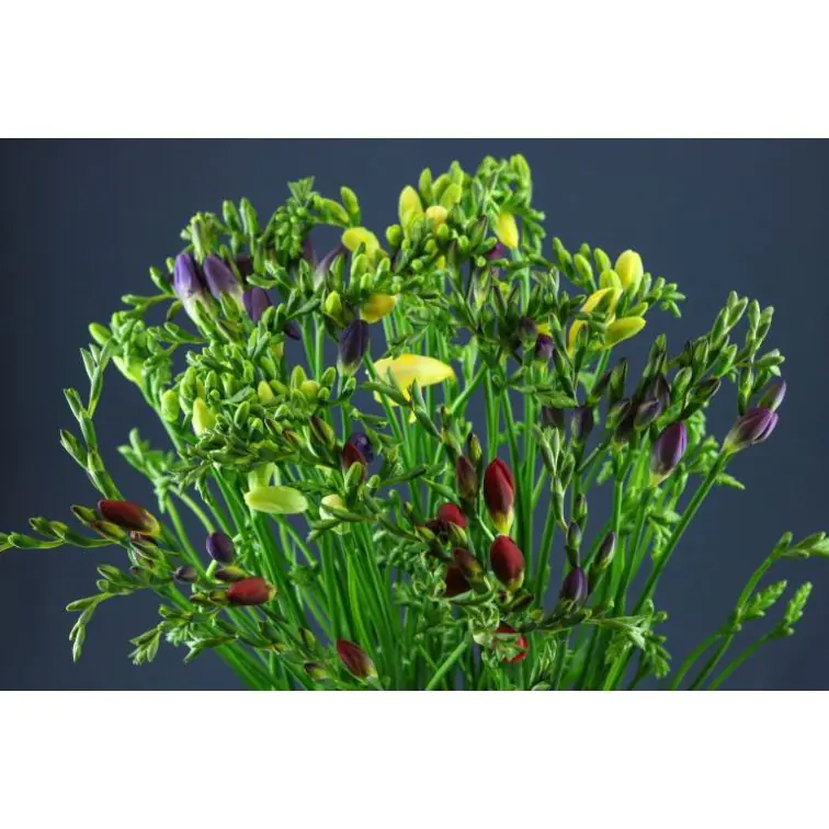 Freesia Mix