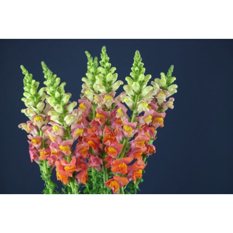 Antirrhinum orange main product photo