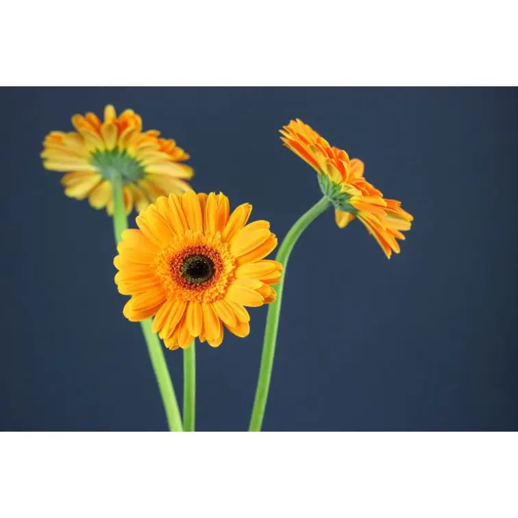 Gerbera Erica