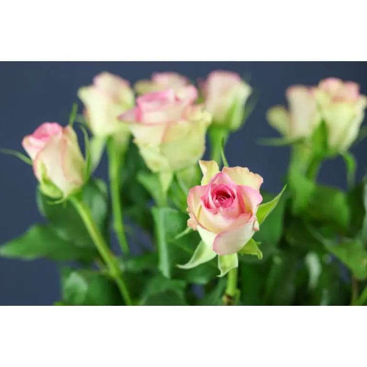 Roses Lovely Jewel