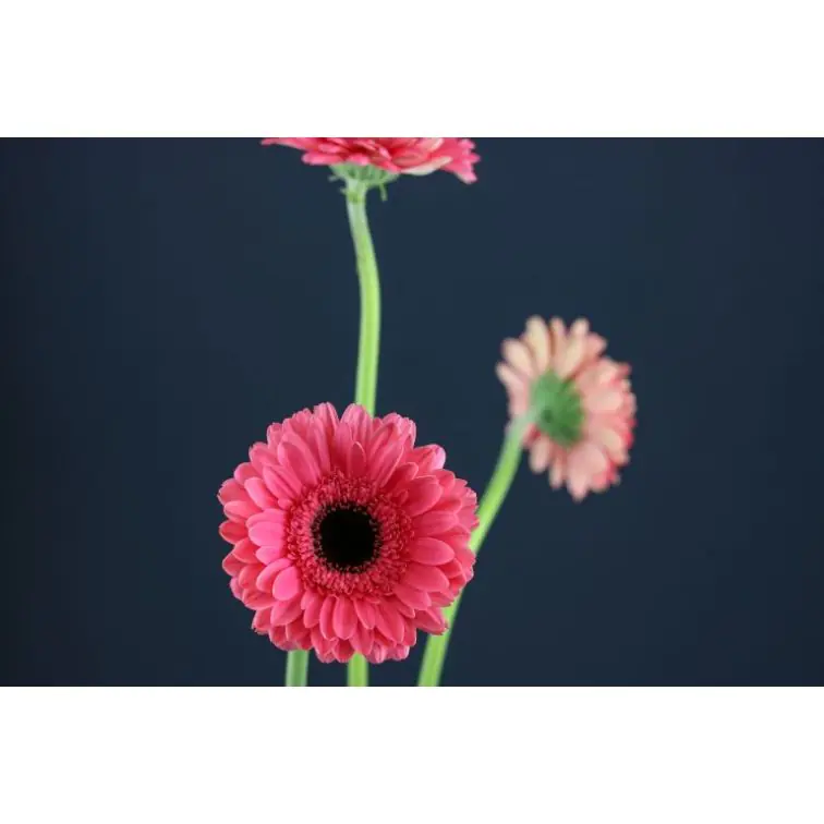 Gerbera Pre-Intenzz