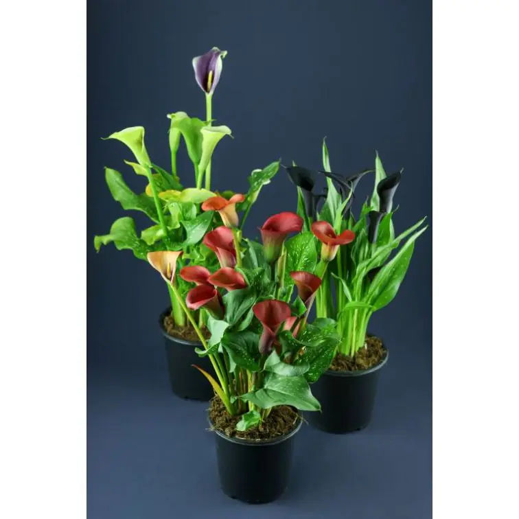 Kalla p14 (Zantedeschia/Calla)