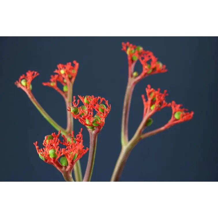 Jatropha Firecracker