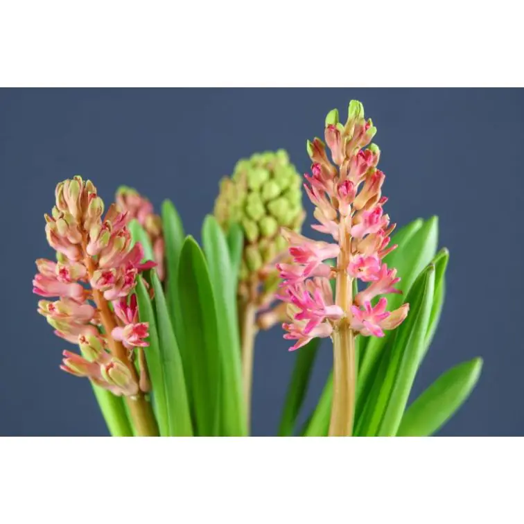 Hyacinthus Salmon