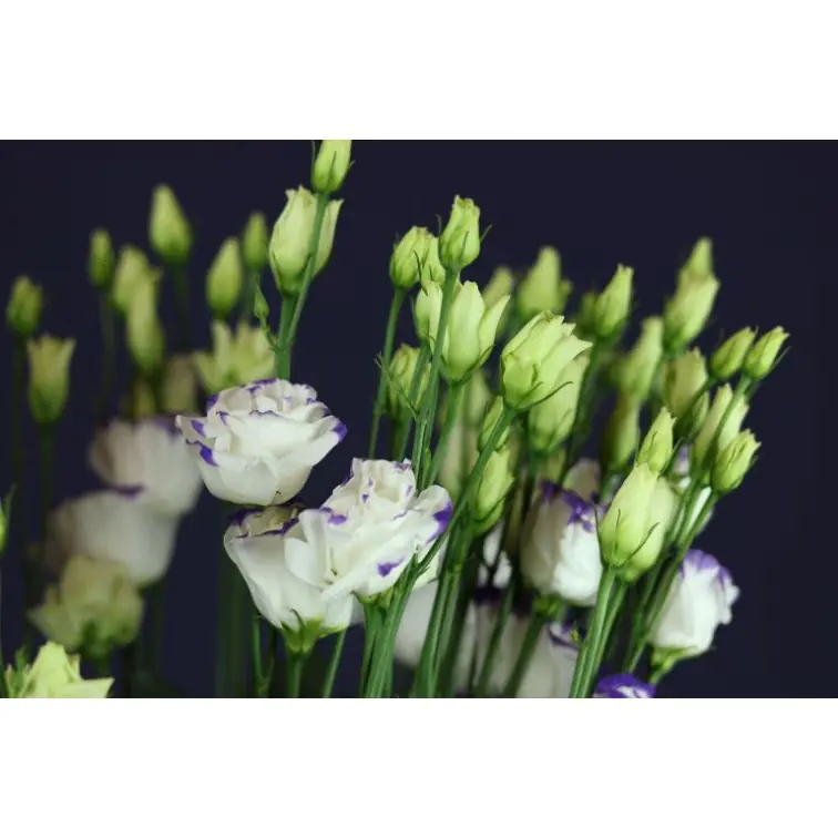Liz Mariachi White + Blue (Berg/Lugt//Waalzicht)