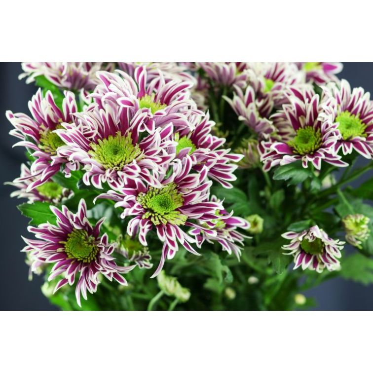 Krizantēmas Saba main product photo