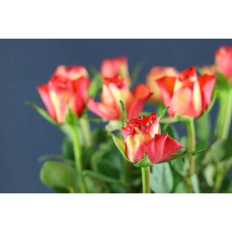 Roses High & Magic