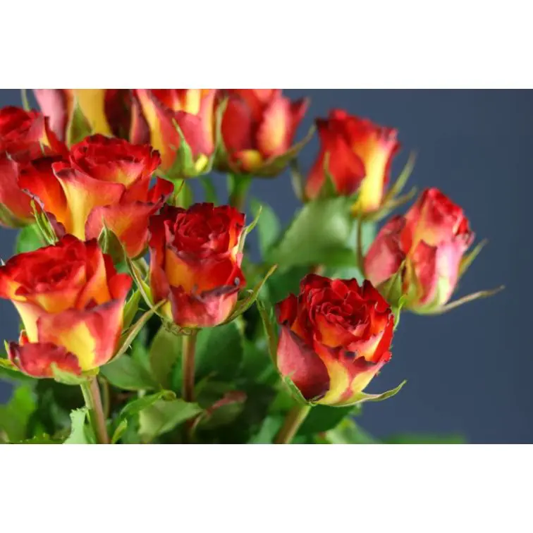 Roses High Society