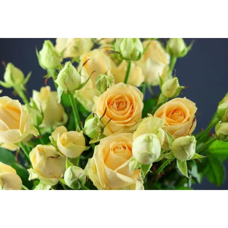Roses Spray Avalanche Peach