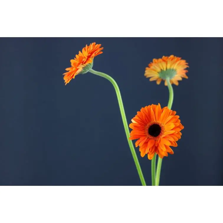 Gerbera Dutch Pride