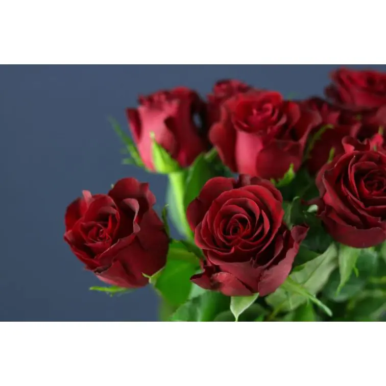 Roses Burgundy