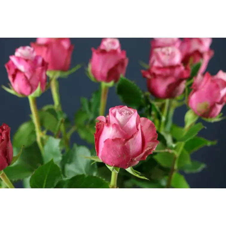 Roses Deep Water