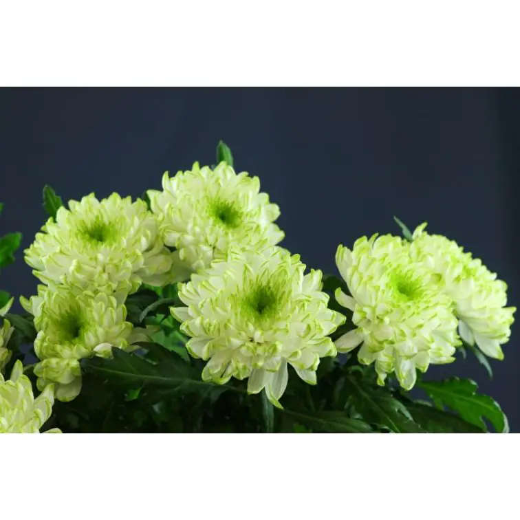 Chrysantemum Zembla Lime