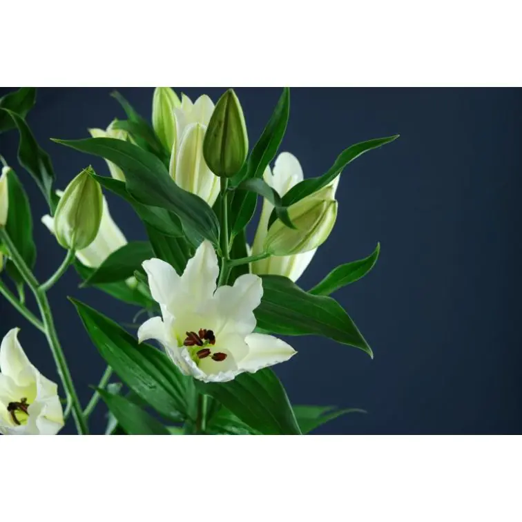 Lilium Signum