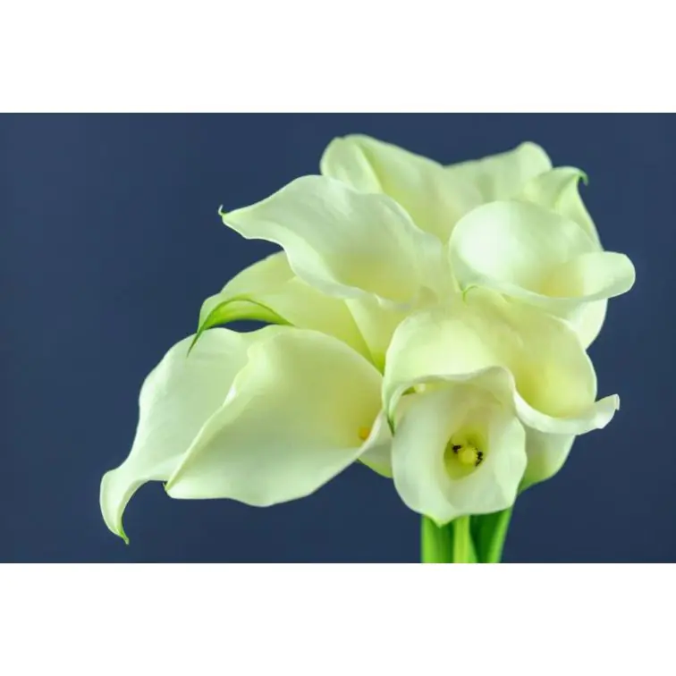 Calla Captain Ventura