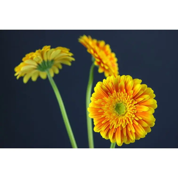 Gerbera Souvenir