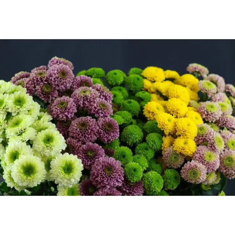 Chrysantemum Santini Pomponi