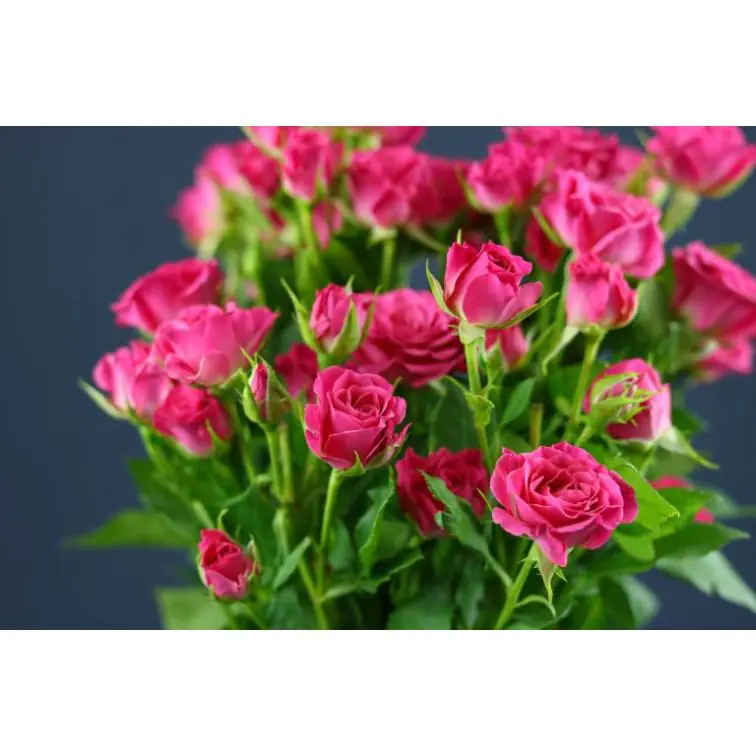 Roses Spray Lianne