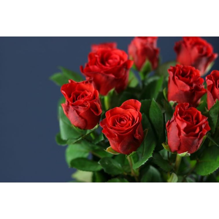 Roses El Toro main product photo
