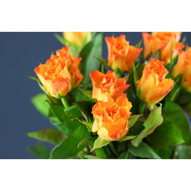 Roses Marie Claire main product photo