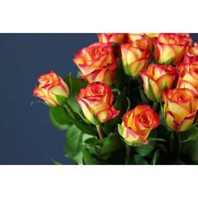 Roses Outlaw main product photo