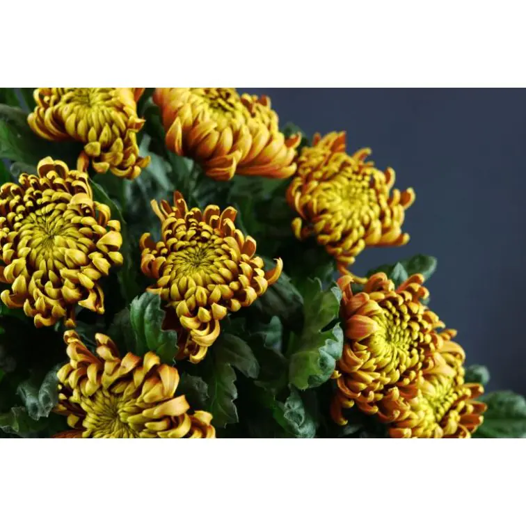 Chrysantemum 1H Fuego