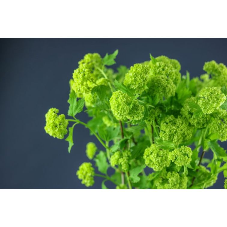Viburnum Snowballs main product photo