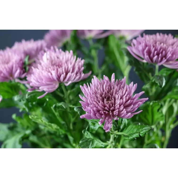 Chrysantemum Anastasia Lilac