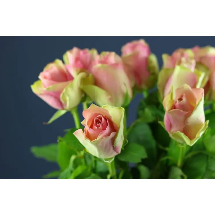 Roses Belle Rose