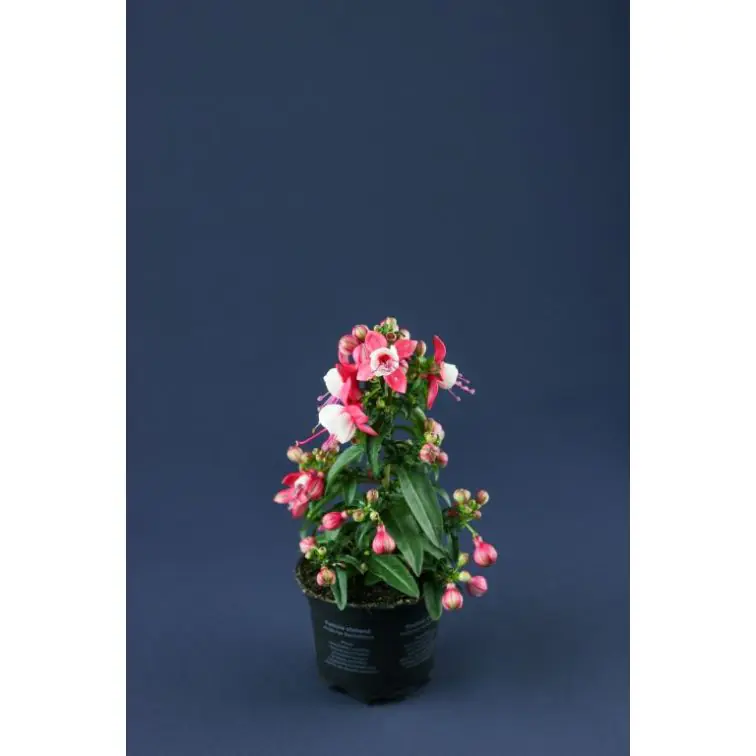 Fuksija p14 (Fuchsia)