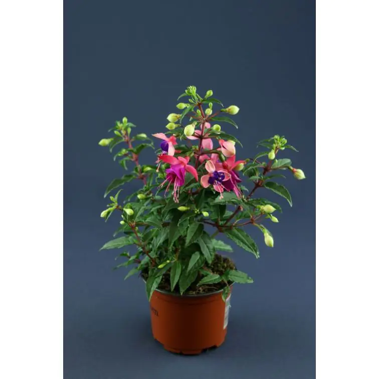 Fuksija p14 (Fuchsia)