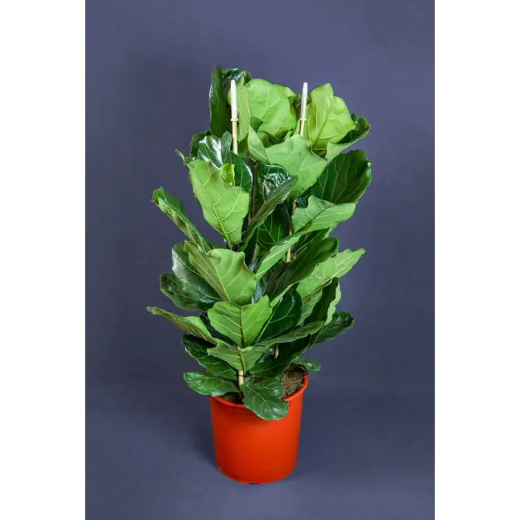 Fikuss 120cm (Ficus Lyrata)