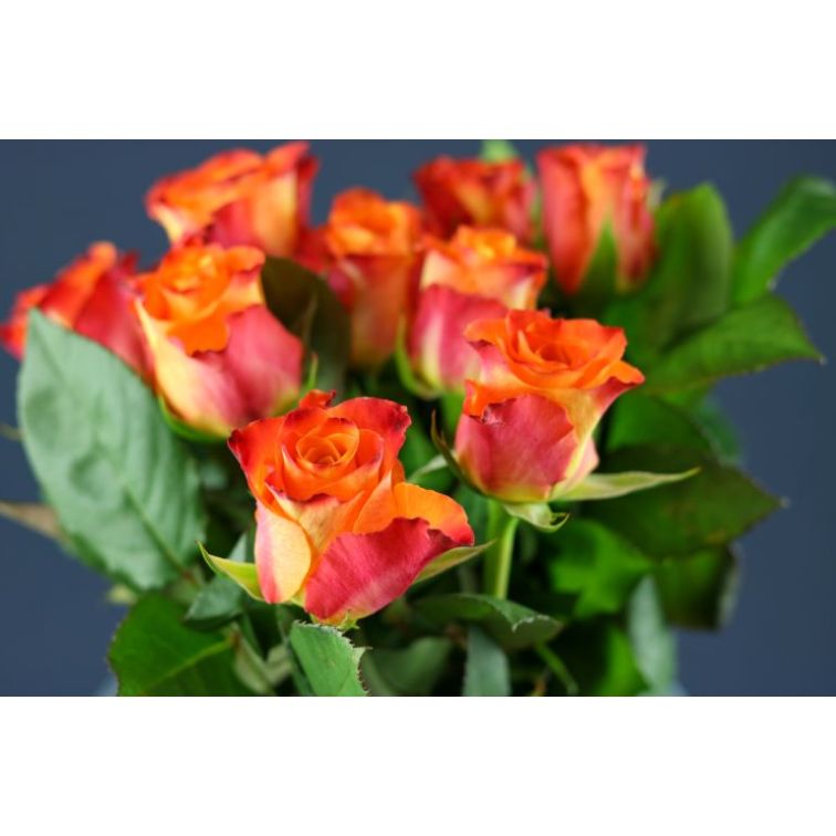 Rozes Mariyo main product photo