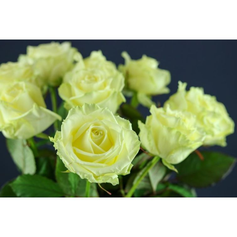 Roses White Naomi main product photo