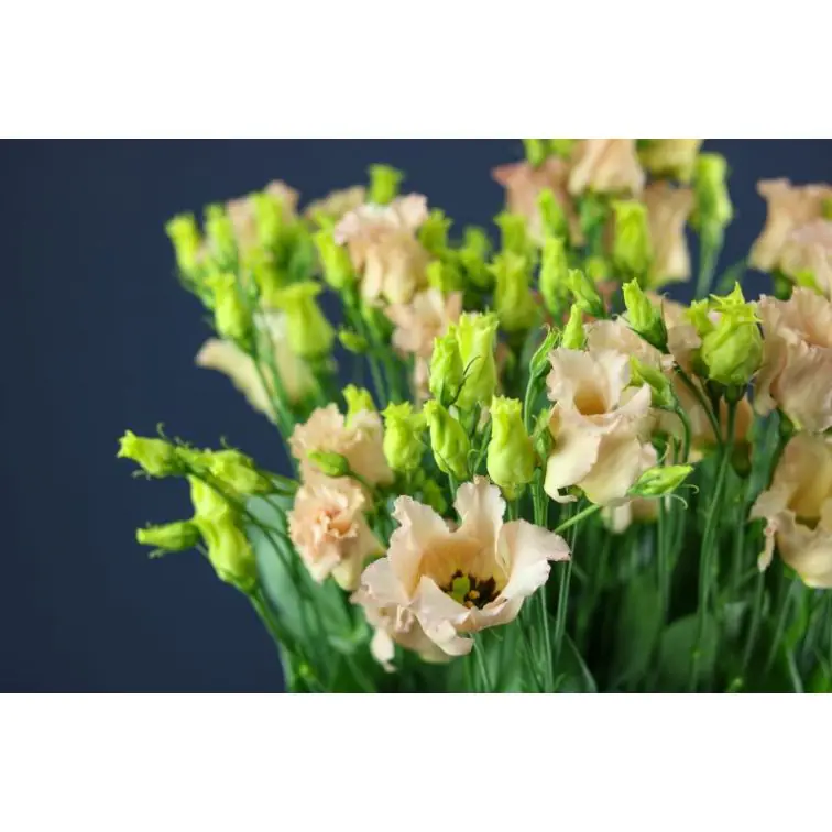 Liz Falda Apricot (Waalzicht)