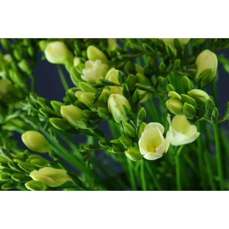 Freesia Ambassador
