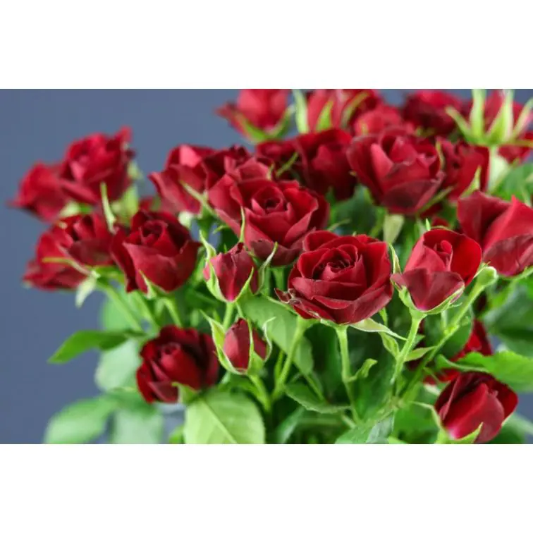 Roses Spray Rubicon
