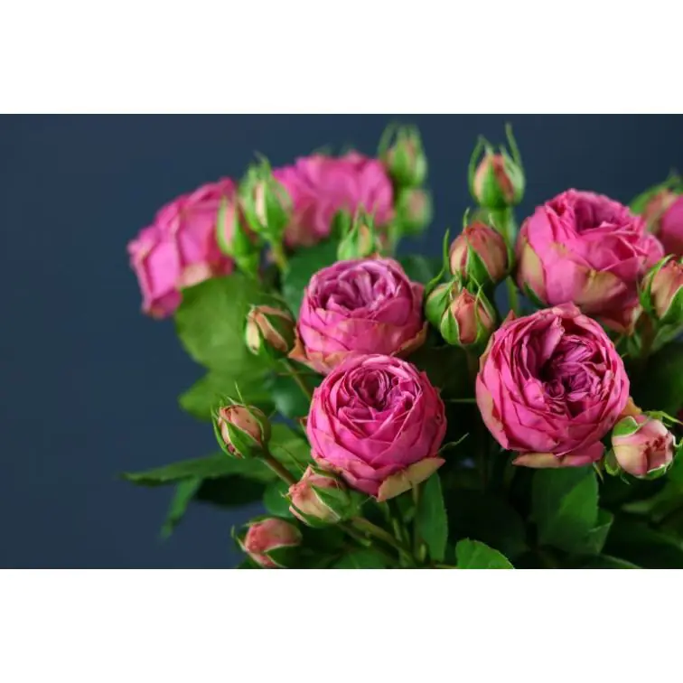 Roses Spray Pink Piano Freiland
