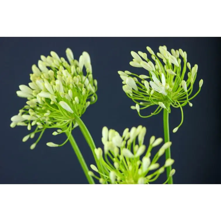 Agapanti White