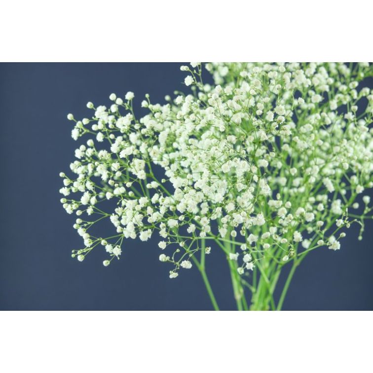 Gypsophila Excellence main product photo