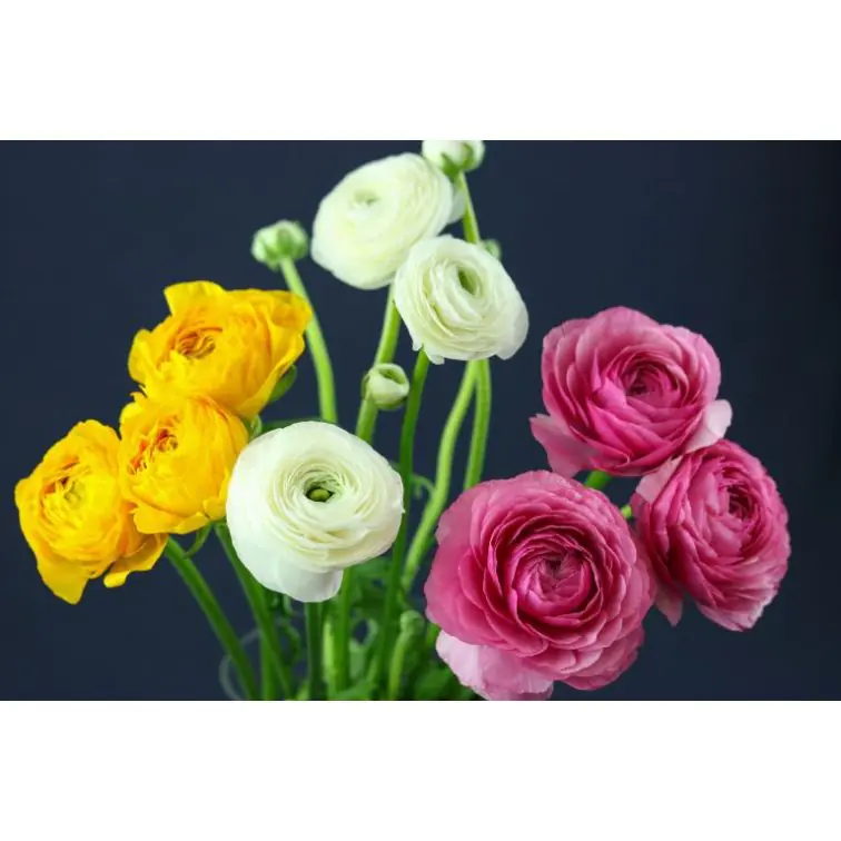Ranunculus Clooni