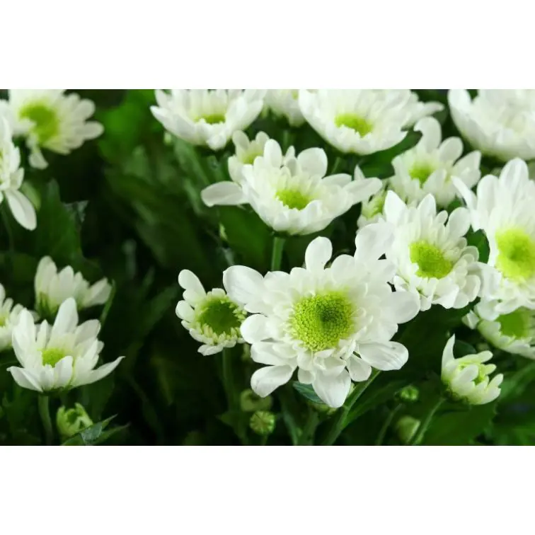 Chrysantemum Aqua Radost