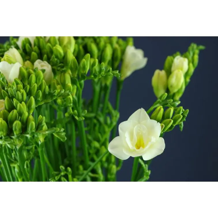 Freesia Versailles