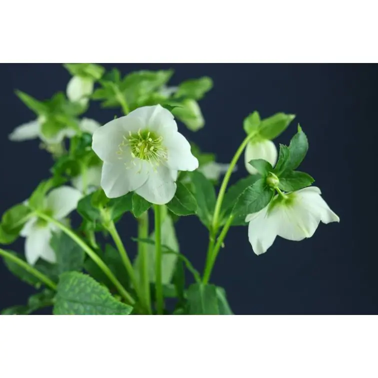 Helleborus Queens White