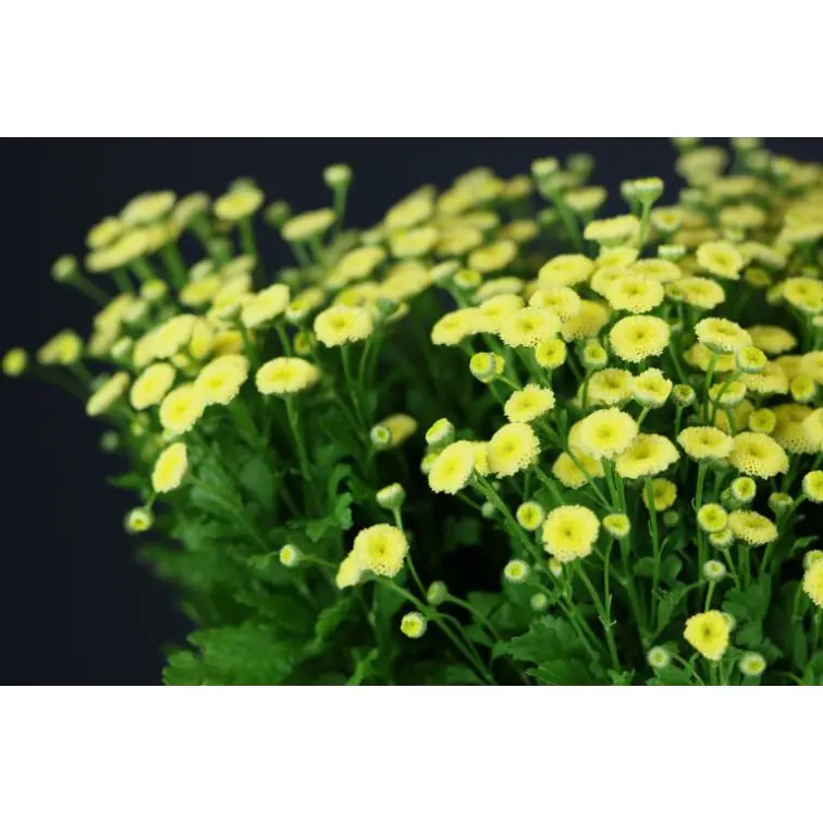 Matricaria Yellow