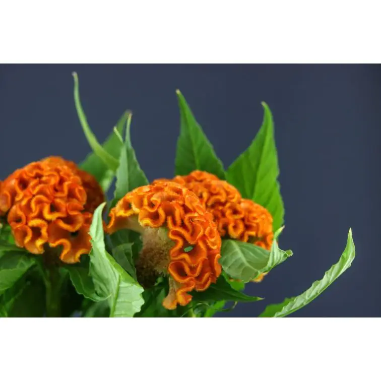 Celosia Act Zara